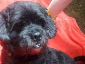 Cachorro raça Shitzu idade 2 anos nome KERIDO