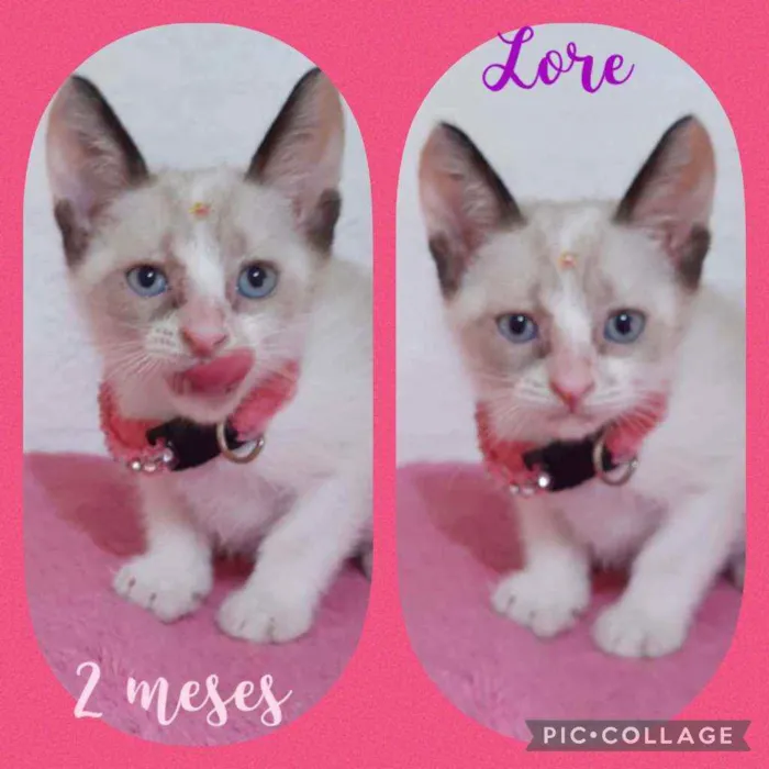 Gato raça SRD  idade Abaixo de 2 meses nome Lore 