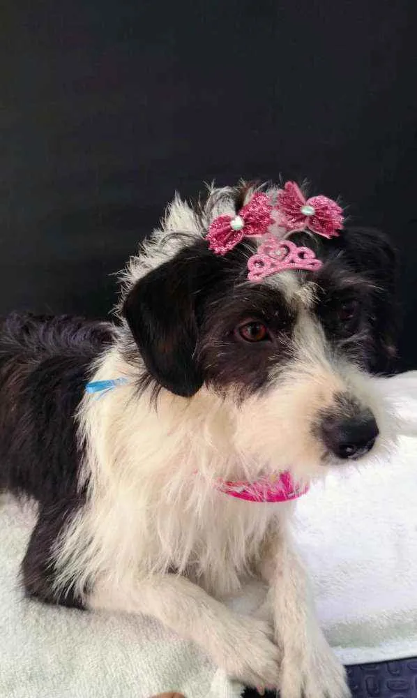 Cachorro raça SRD idade 2 anos nome Valentina 