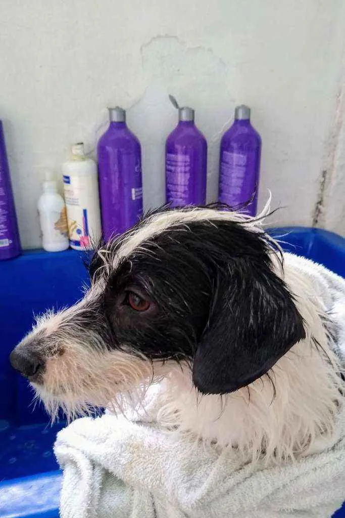 Cachorro raça SRD idade 2 anos nome Valentina 