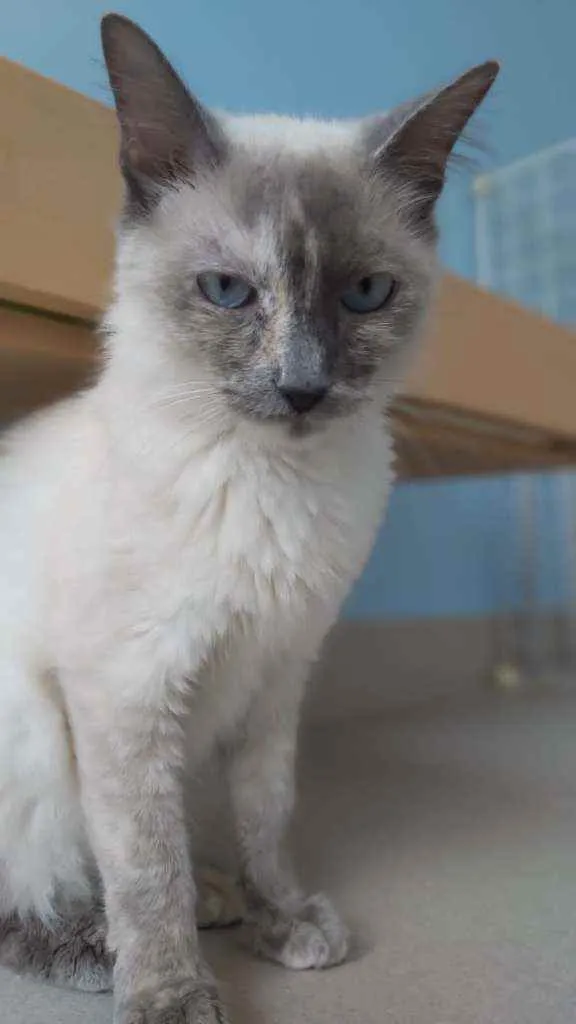 Gato ra a Srd idade 7 a 11 meses nome Aurora