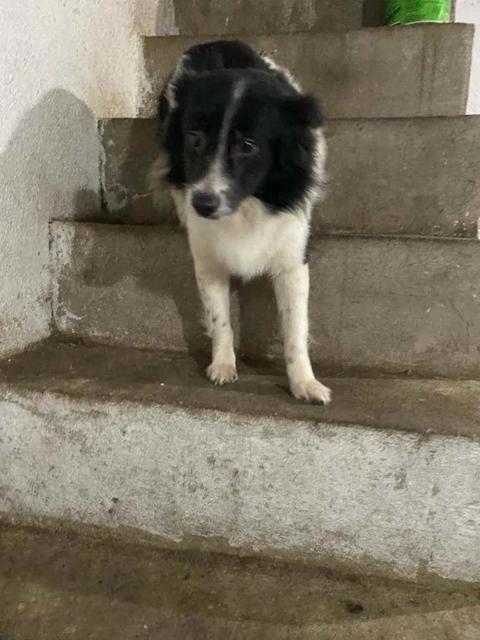 Cachorro raça SRD idade 1 ano nome Willy