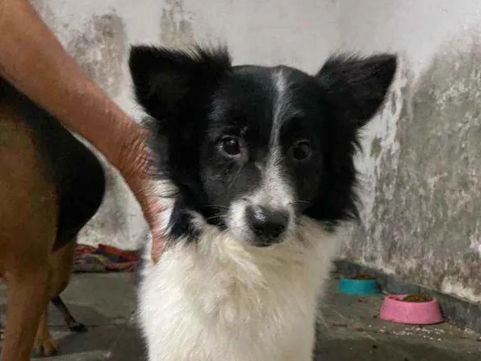 Cachorro raça SRD idade 1 ano nome Willy