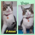 Gato raça SRD  idade 7 a 11 meses nome Grego