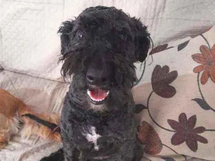 Cachorro raça Poodle idade 2 anos nome Princesa 