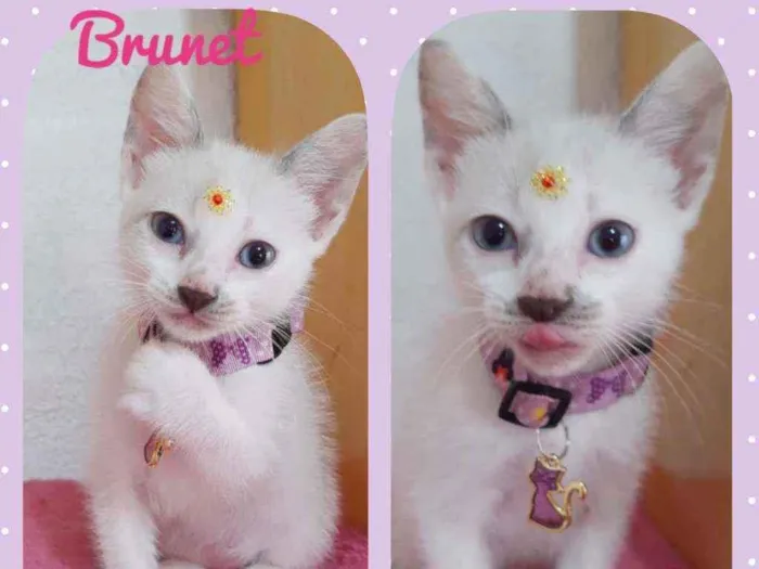Gato raça SRD  idade Abaixo de 2 meses nome Brunet