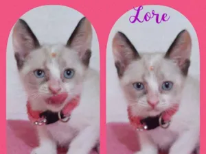 Gato raça SRD  idade Abaixo de 2 meses nome Lore 