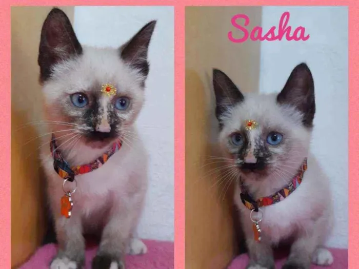 Gato raça SRD  idade Abaixo de 2 meses nome Sasha 