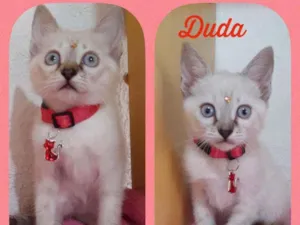 Gato raça SRD  idade Abaixo de 2 meses nome Duda