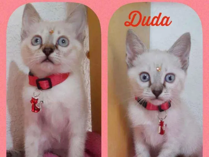 Gato raça SRD  idade Abaixo de 2 meses nome Duda