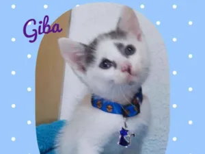 Gato raça SRD  idade Abaixo de 2 meses nome Giba 
