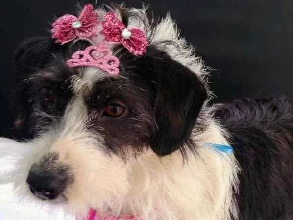 Cachorro raça SRD idade 2 anos nome Valentina 