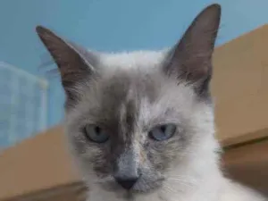 Gato raça Srd idade 7 a 11 meses nome Aurora