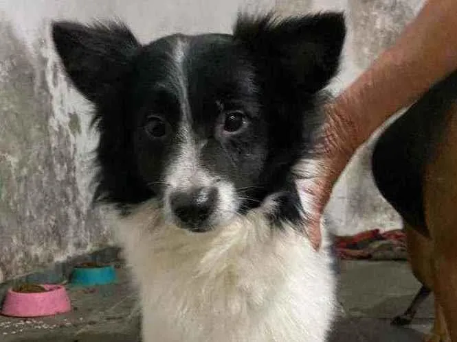 Cachorro raça SRD idade 1 ano nome Willy