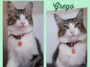 Gato raça SRD  idade 7 a 11 meses nome Grego
