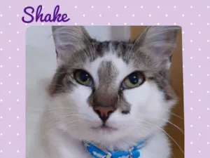 Gato raça SRD  idade 7 a 11 meses nome Shake 