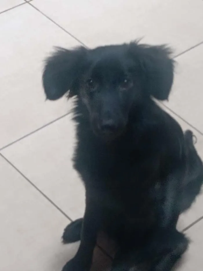 Cachorro ra a SRD-ViraLata idade 2 a 6 meses nome MÁIA