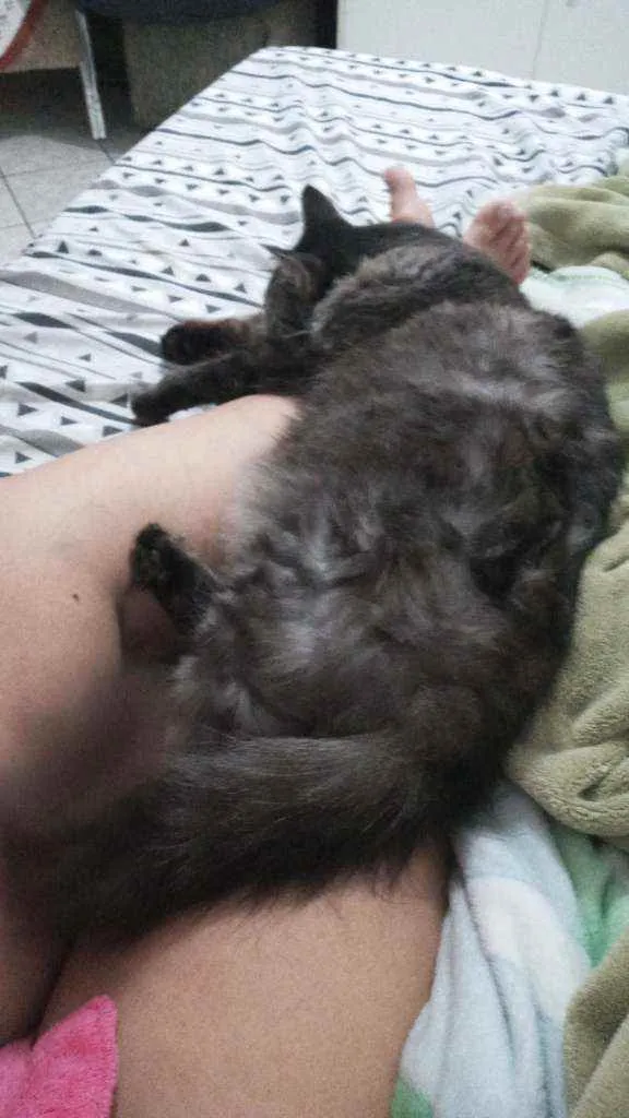 Gato raça Viralata idade 3 anos nome Rodolfo / Dinho