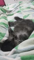 Rodolfo / Dinho