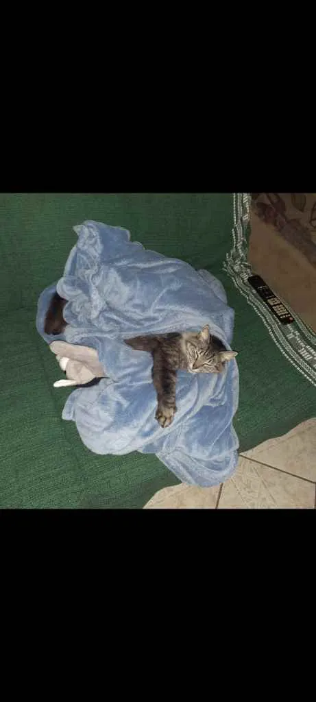 Gato raça Viralata idade 3 anos nome Rodolfo / Dinho