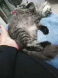 Rodolfo / Dinho
