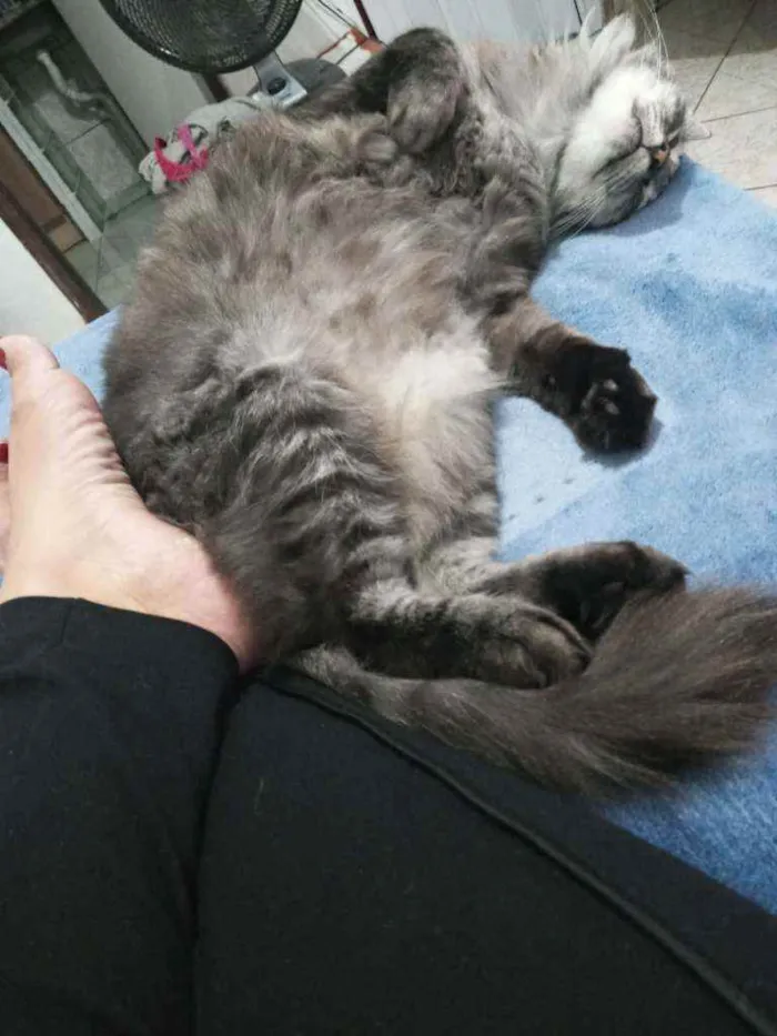 Gato raça Viralata idade 3 anos nome Rodolfo / Dinho