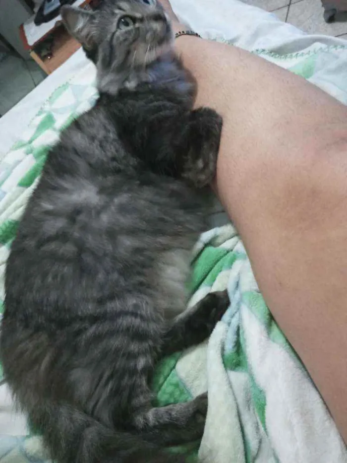 Gato raça Viralata idade 3 anos nome Rodolfo / Dinho