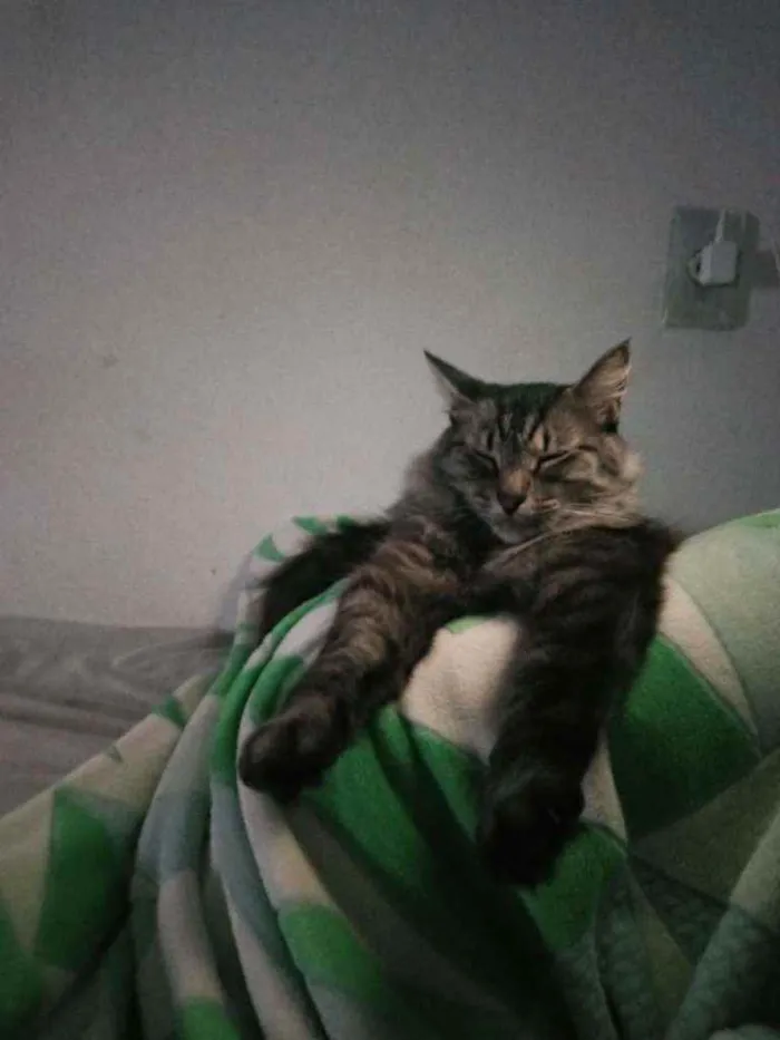Gato raça Viralata idade 3 anos nome Rodolfo / Dinho