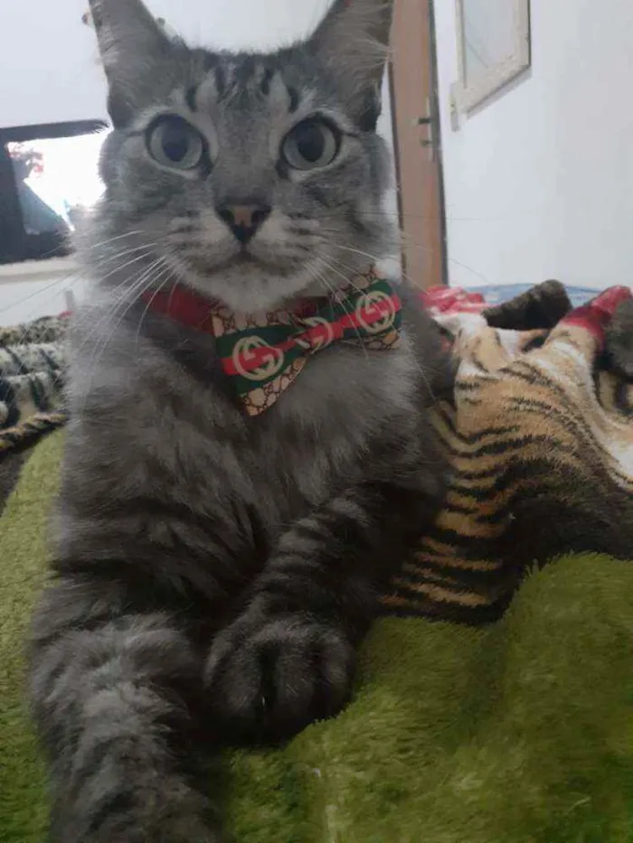 Gato raça Viralata idade 3 anos nome Rodolfo / Dinho