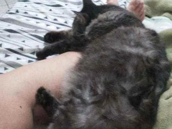 Gato raça Viralata idade 3 anos nome Rodolfo / Dinho