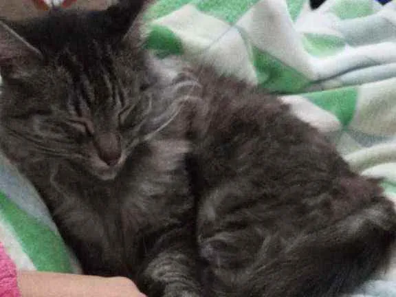 Gato raça Viralata idade 3 anos nome Rodolfo / Dinho