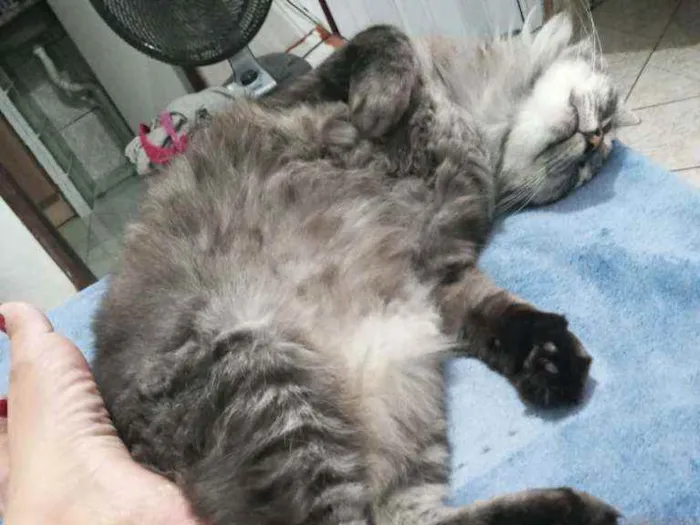 Gato raça Viralata idade 3 anos nome Rodolfo / Dinho