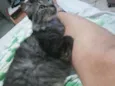 Rodolfo / Dinho