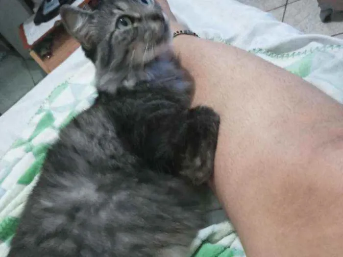 Gato raça Viralata idade 3 anos nome Rodolfo / Dinho