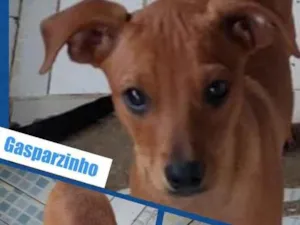 Cachorro raça SRD-ViraLata idade 2 a 6 meses nome GASPARZINHO