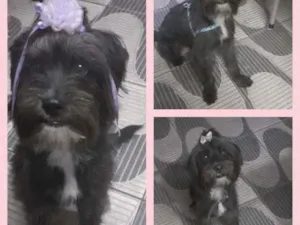 Cachorro raça SRD-ViraLata idade 1 ano nome JULY