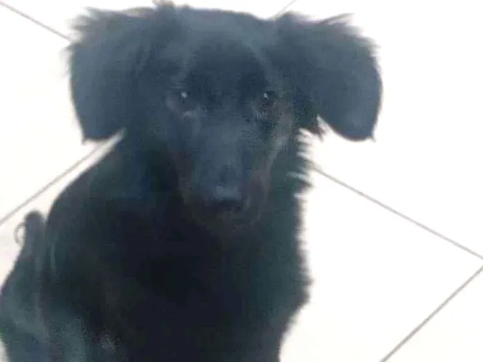 Cachorro ra a SRD-ViraLata idade 2 a 6 meses nome MÁIA