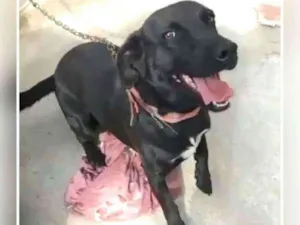 Cachorro raça Sem raça definida  idade 2 anos nome Nego ADOÇÃO URGENTE