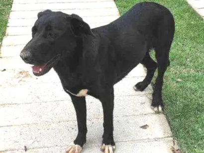 Cachorro raça Mestiço labrador idade 1 ano nome Não sei o nome