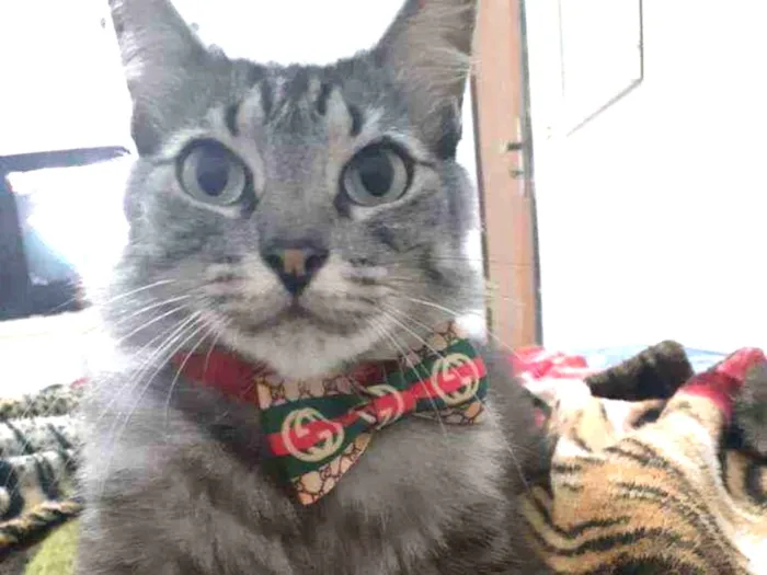 Gato raça Viralata idade 3 anos nome Rodolfo / Dinho