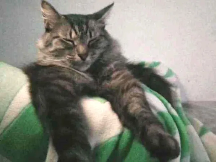 Gato raça Viralata idade 3 anos nome Rodolfo / Dinho