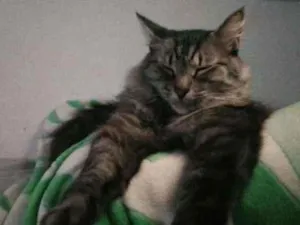 Gato raça Viralata idade 3 anos nome Rodolfo / Dinho