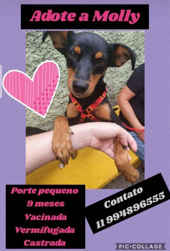Cachorro raça Srd idade 7 a 11 meses nome Molly