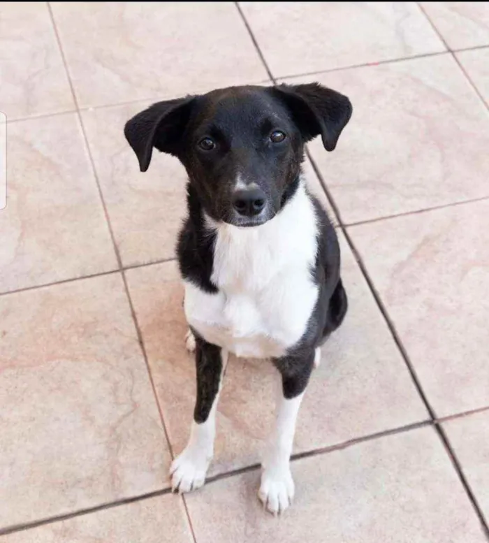 Cachorro raça Srd idade 1 ano nome Jasmine