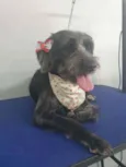 Cachorro raça Srd idade 1 ano nome Larissa
