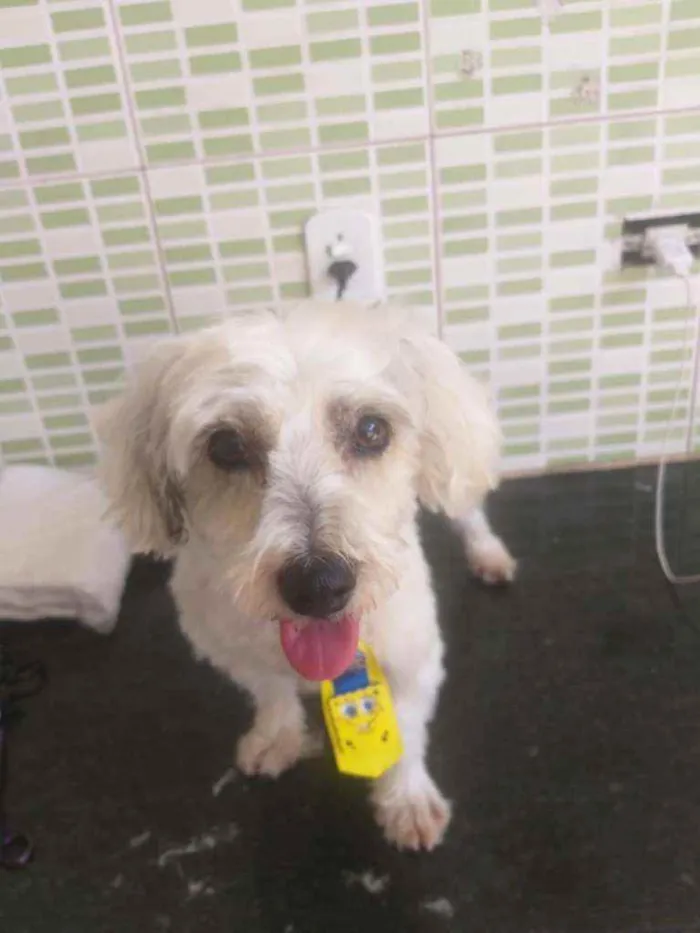 Cachorro raça Srd idade 3 anos nome Romeu