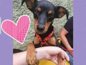 Cachorro raça Srd idade 7 a 11 meses nome Molly