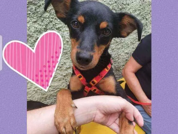 Cachorro raça Srd idade 7 a 11 meses nome Molly