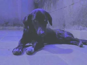 Cachorro raça Indefinido idade 1 ano nome Otho