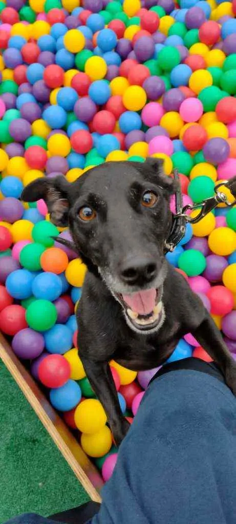 Cachorro raça Srd idade 3 anos nome Rogério 